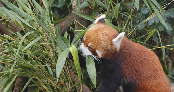 红熊猫吃竹树