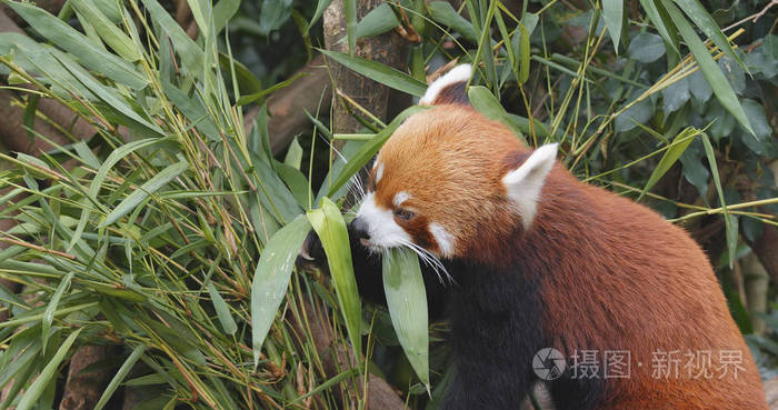 红熊猫吃竹树
