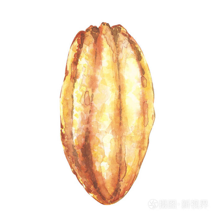 一套植物学插图。水彩可可豆收藏在白色背景隔绝了。手绘异域可可植物