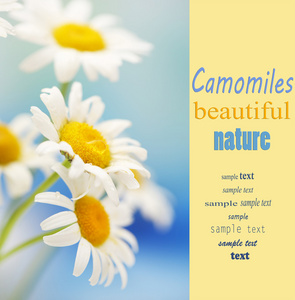 美丽的野生 chamomiles，户外活动