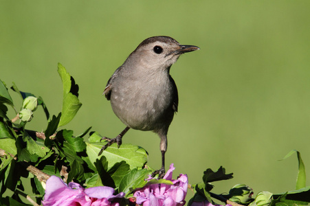 灰色卡特伯德灰色猫声鸟 dumetella carolinensis照片