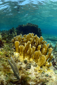 水下水生海洋生物和珊瑚图片