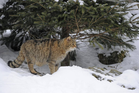 冬季森林中的野猫猫 silvestris