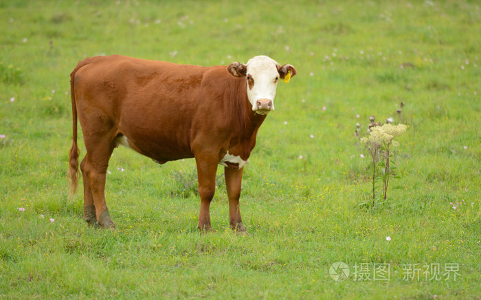 一头牛在牧场