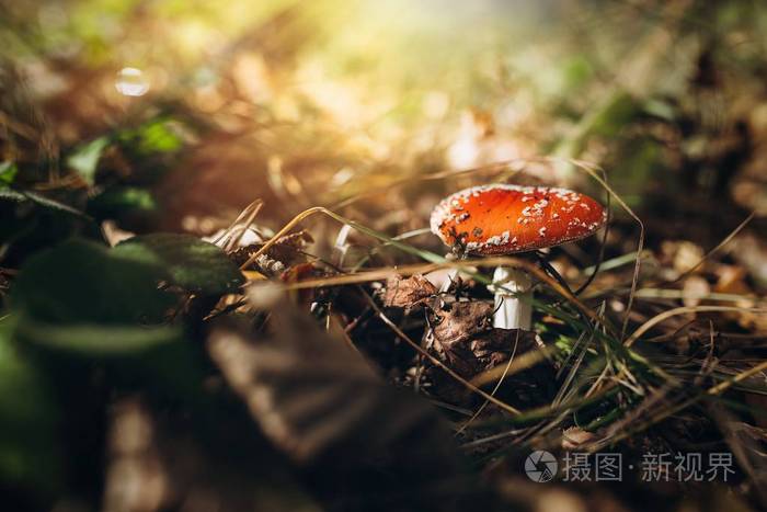 蘑菇在树林里寻找