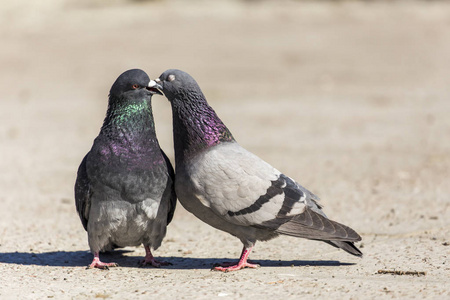 pigeons birds on亲吻在树枝上的小鸟爱的生活爱鸽爱在河岸边夫妇拥抱