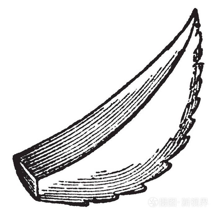 这是一个截断的叶子, 在叶子上有锯齿的类型边距, 复古线条画或雕刻