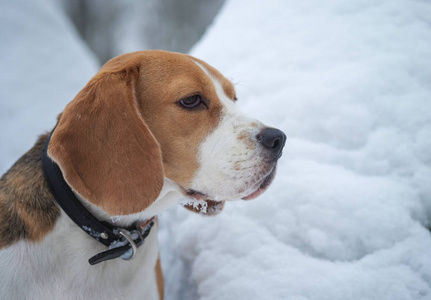 小猎犬在冰雪森林中漫步