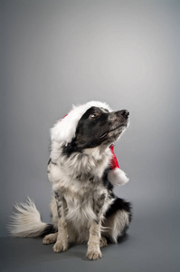可爱的狗肖像在圣诞老人帽子背景