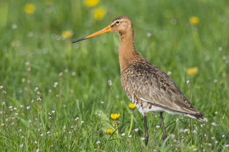 绿草黑尾 Godwit 鸟, Limosa Limosa