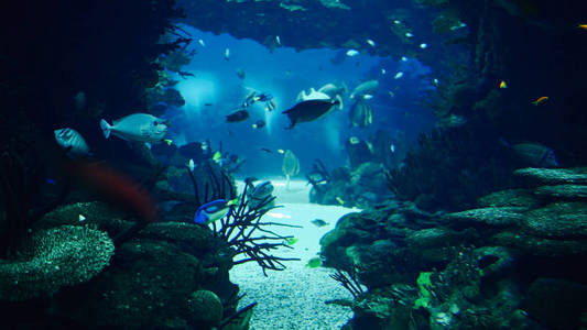 深海五颜六色的鱼在大水族馆游泳