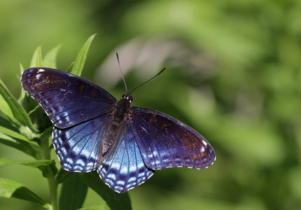 淡红色唯美图淡红色的斑点的紫蝴蝶照片