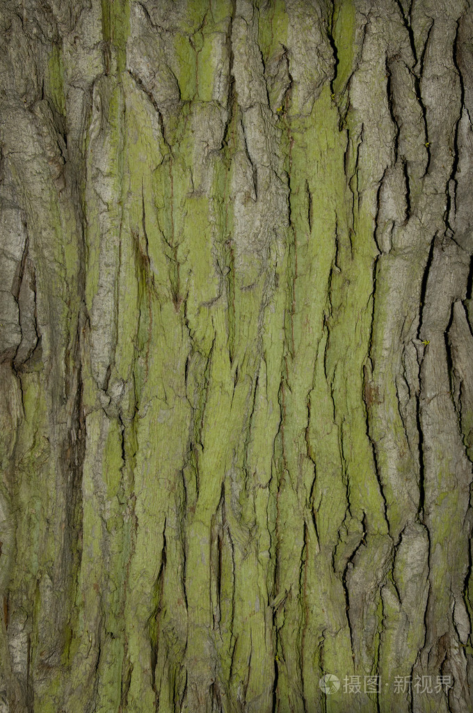 树树皮的纹理