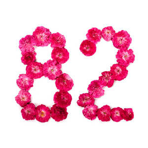 数字24从红色和粉红色玫瑰花在白色背景上 用于设计的印刷元素 花号日期隔离照片 正版商用图片13lyf2 摄图新视界