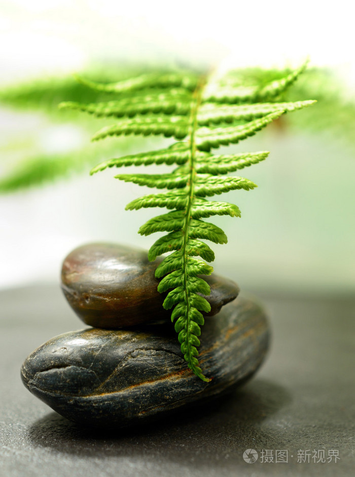 欧洲蕨凤尾草