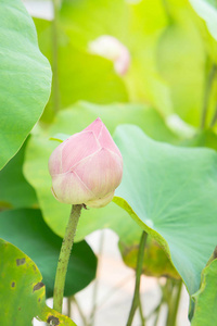 自然莲花在圣洁天, 莲花或 waterlilly