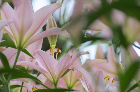 可爱的粉色百合鲜花