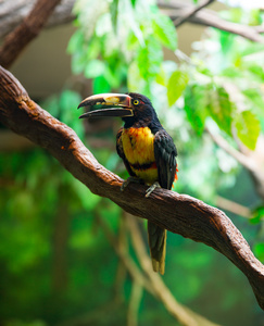 只的 aracari agarrado pteroglossus torquatus 巨嘴鸟