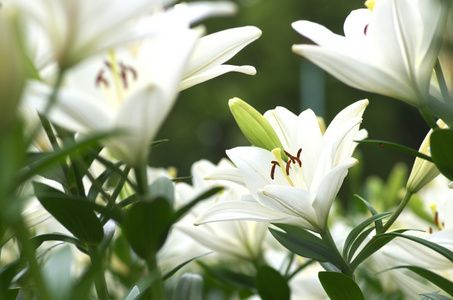 可爱的白百合鲜花