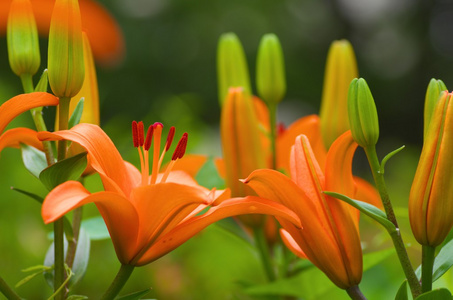 鲜艳的橙色百合鲜花