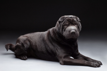 黑色 shar pei