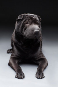 黑色 shar pei