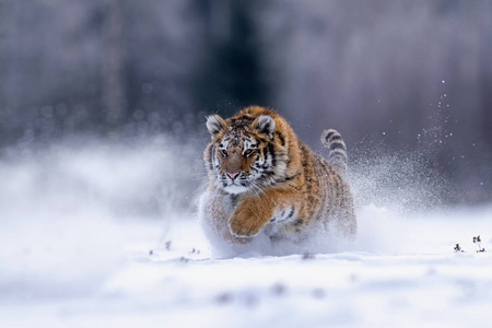 年轻的西伯利亚虎攻击猎物