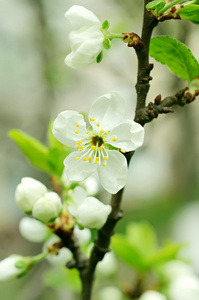 樱桃花