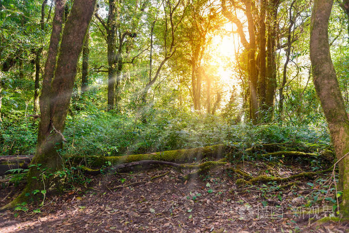 在热带热带雨林的丛林景观中领先的自然足迹.泰国清迈 km/37.