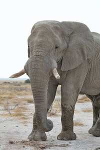 非洲大象保护区非洲布什在埃托沙国家公园, 纳米比亚
