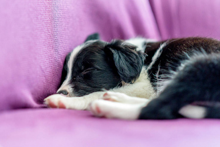 可爱的黑白边境牧羊犬狗看起来睡在沙发上