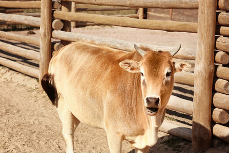 瘤牛牛动物园里可爱的瘤牛照片