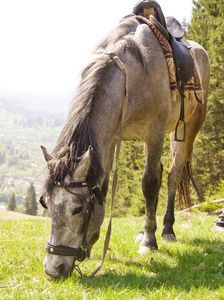 夏季高山牧场上的马