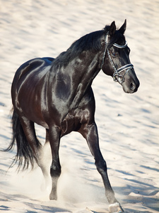 在沙漠中运行美丽黑色种马照片