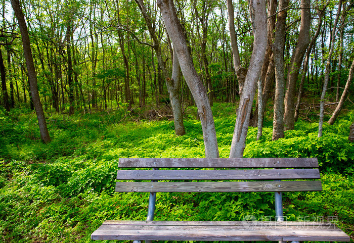 孤独风化的长凳上丛林森林公园