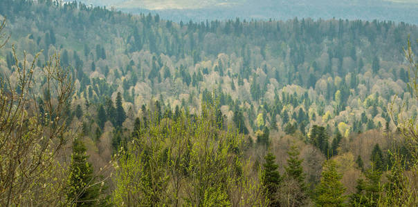 山坡上茂密的森林, 自然的绿色背景