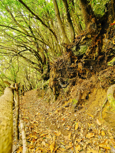 在 la palma，加那利群岛上的森林