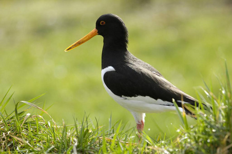 欧亚鹬 Haematopus ostralegus 鸟