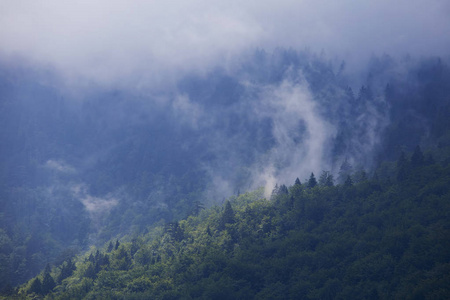 大雨后在山中蒸森林