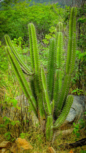 传统的巴西仙人掌, mandacaru, caatinga 生物群系的常见仙人掌, 作为人类和动物的食物, 装饰, 除了生产花卉