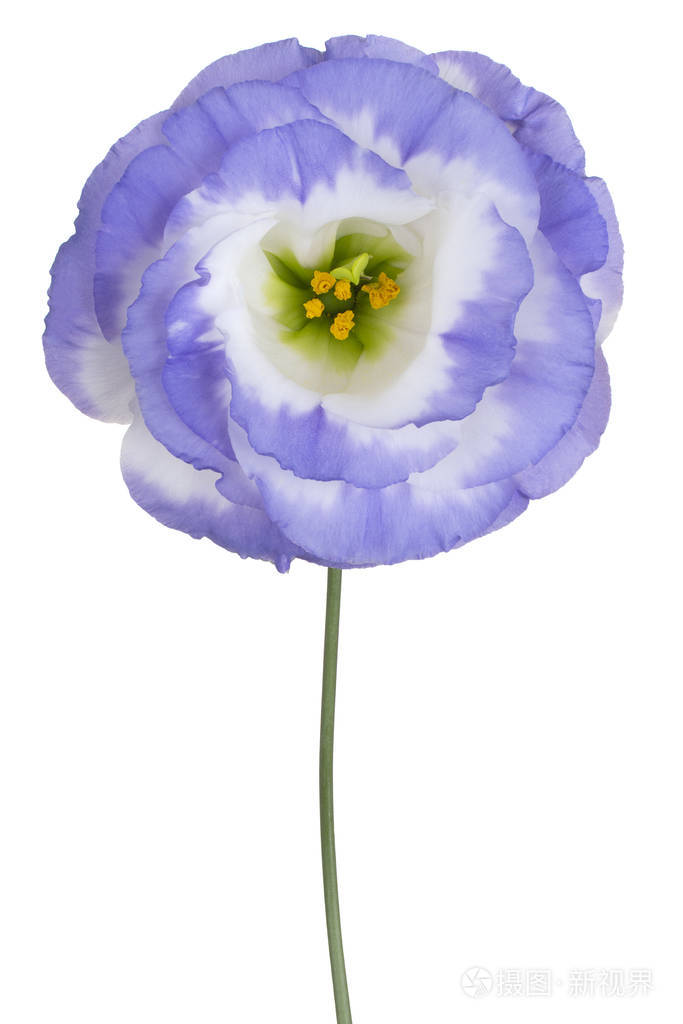 工作室拍摄的蓝色桔梗花查出的白色背景.景深大 (dof).宏观.特写