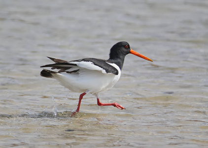 欧亚鹬 Haematopus ostralegus 在水上行走。关闭照片