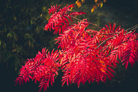 花枝与长圆形叶的明亮的红色颜色与一个模糊的后部