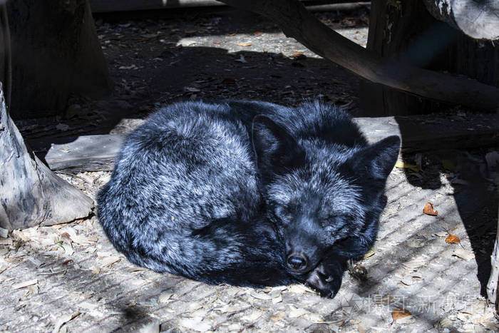 黑狐睡在笼子里