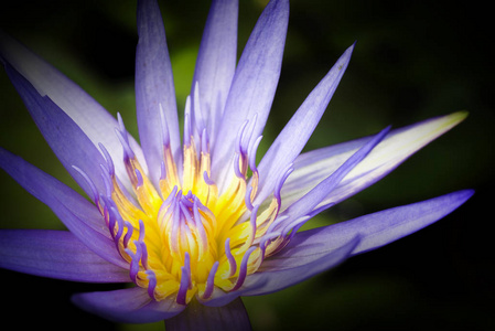 紫莲花盛开或水中百合鲜花