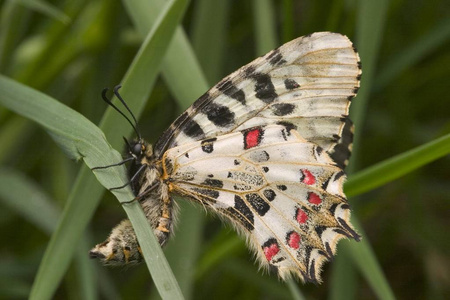 东方令蝴蝶, Allancastria cerisyi 户外