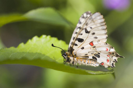 东方令蝴蝶, Allancastria cerisyi 户外