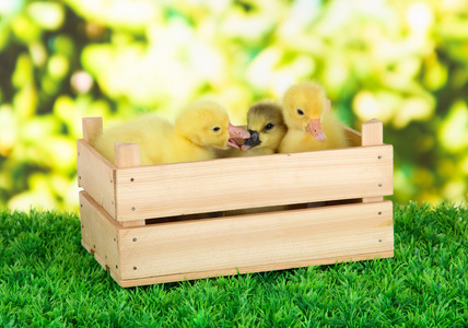 小鸭在木盒上草在明亮的背景上