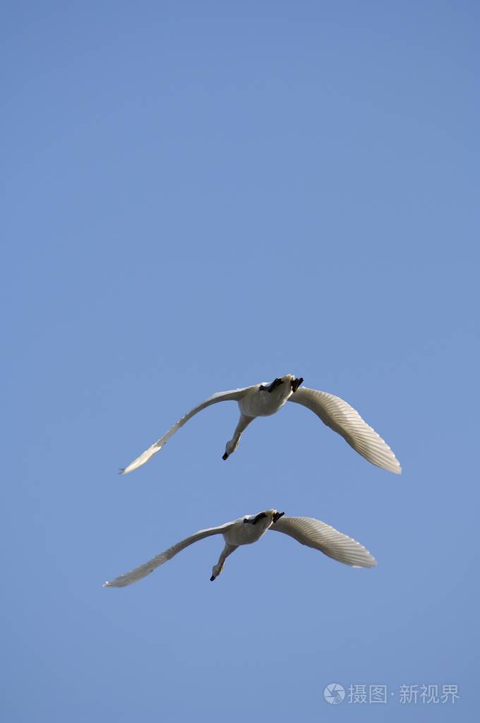 飞两只哑巴天鹅