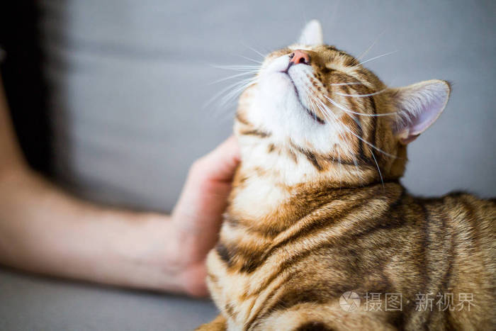 快乐可爱孟加拉猫得到抚摸